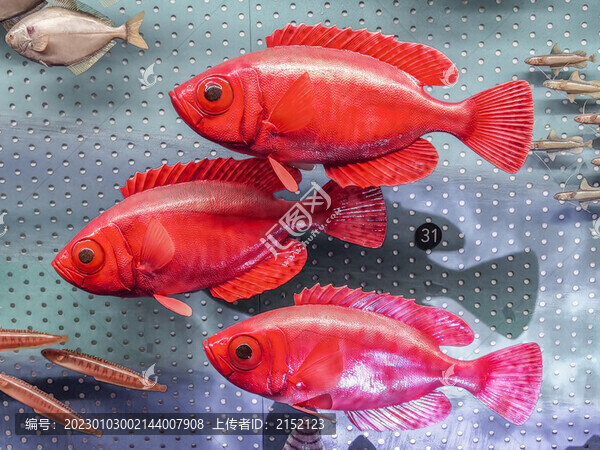 血斑異大眼鯛魚