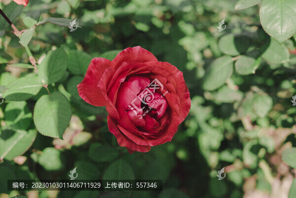 月桂