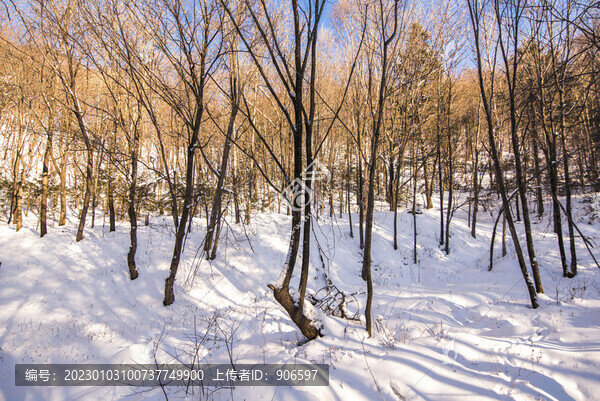 雪景樹(shù)林