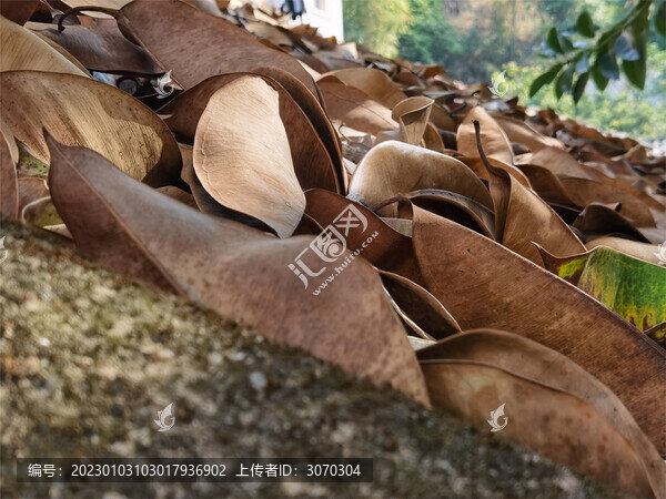 秋日落葉與陽(yáng)光