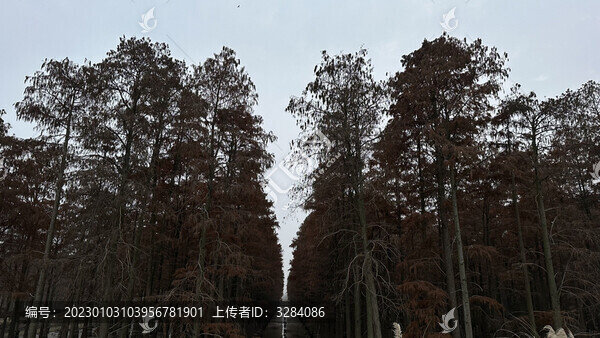紅衫
