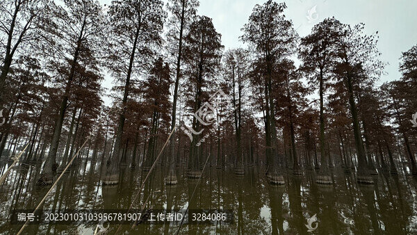 水杉林