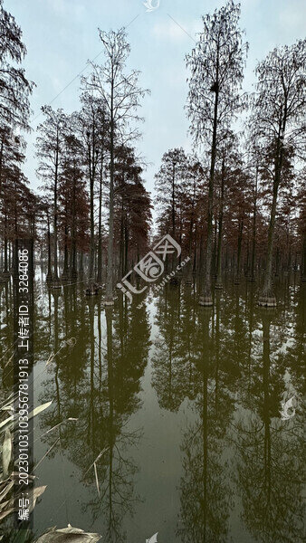 水杉樹濕地公園