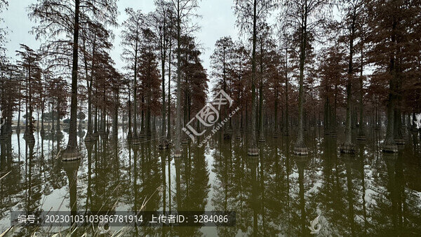 水杉樹(shù)濕地