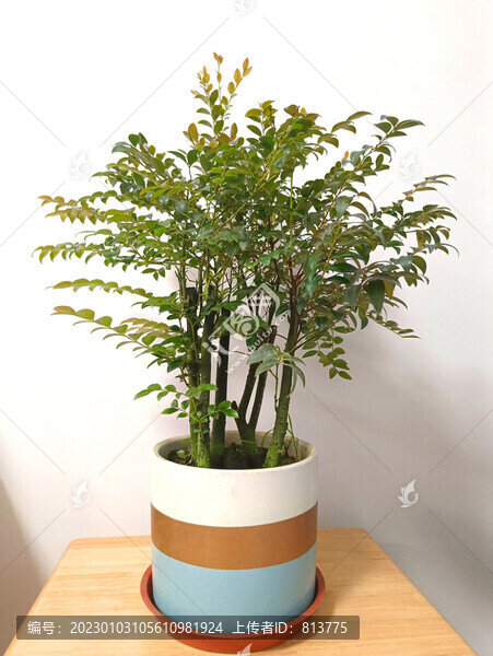 小葉紫檀