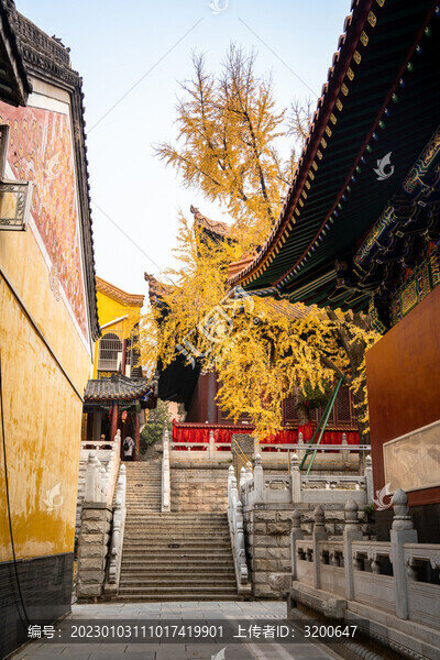 武漢秋天秋景寶通寺銀杏