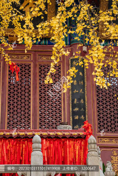 武漢秋天秋景寶通寺銀杏