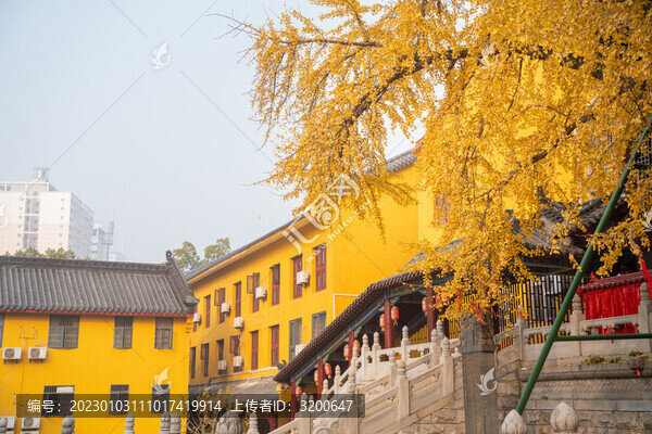 武漢秋天秋景寶通寺銀杏