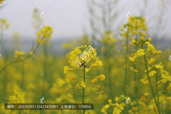 油菜花田