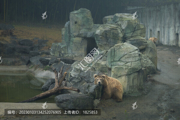 棕熊