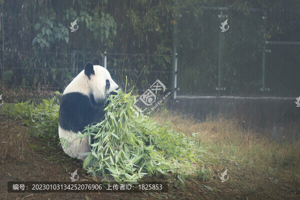 熊貓