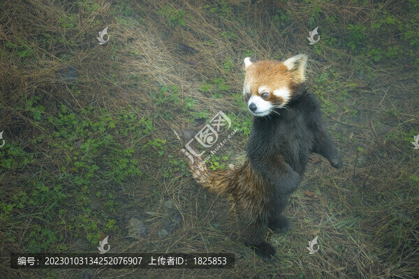 小熊貓