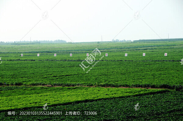 花生基地