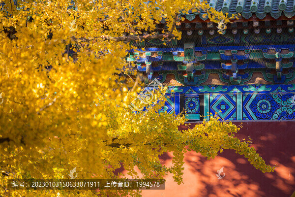 秋