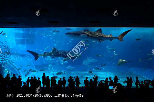 水族館鯨鯊