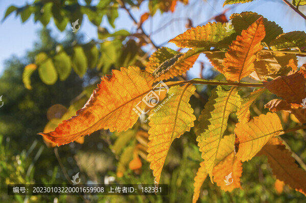 鹽膚木葉背
