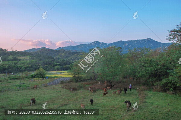福建鄉(xiāng)村畜牧風(fēng)光
