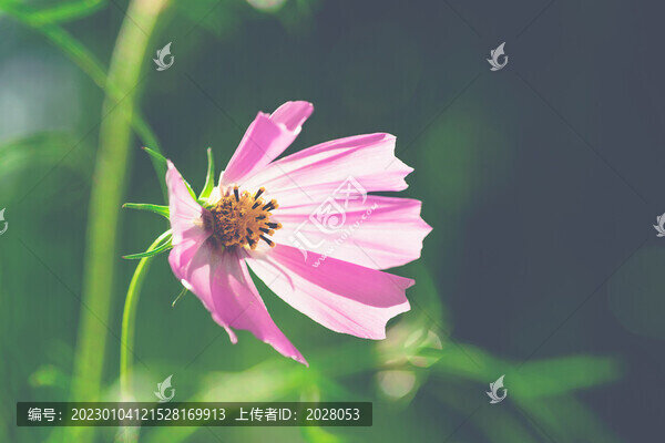 逆光下的粉色波斯菊