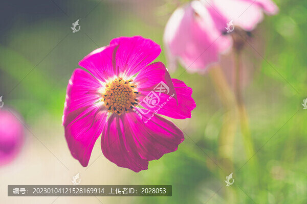 一朵盛開的波斯菊