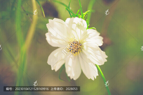 一朵白色的格?；? title=