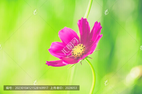 粉色格桑花盛開素材
