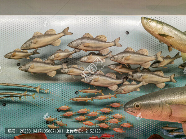 東海魚類