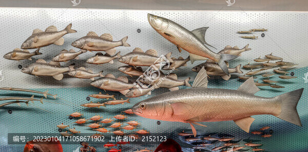 東海魚類