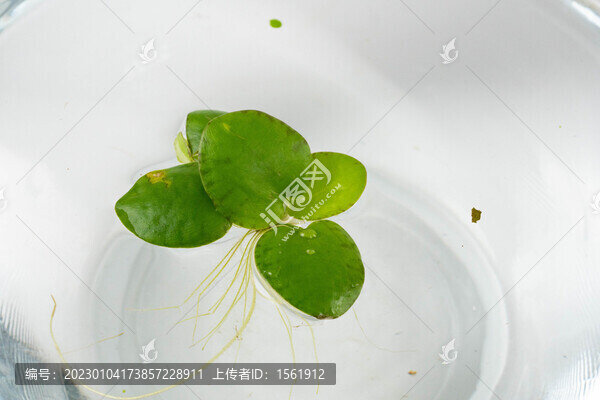 水草浮萍