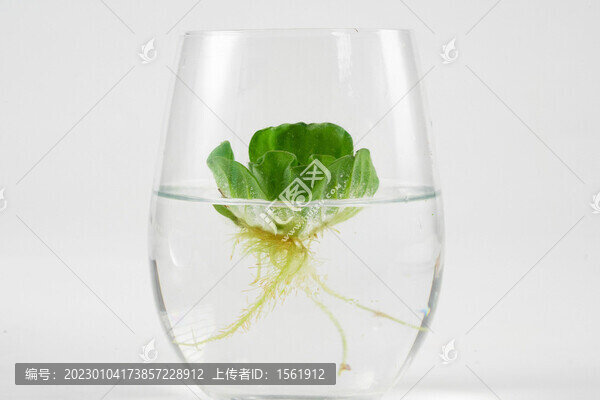水草浮萍