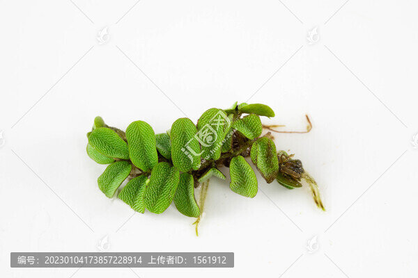 水草浮萍