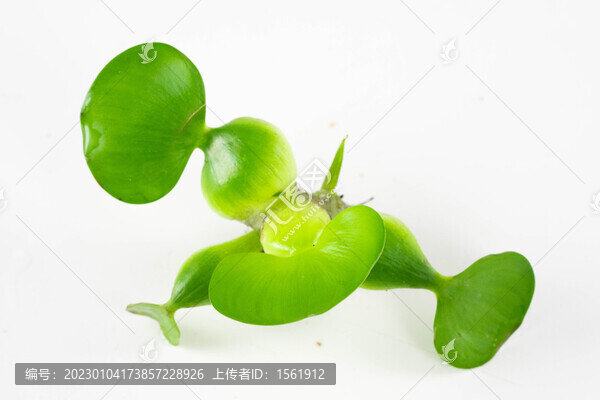 水草水葫蘆浮萍