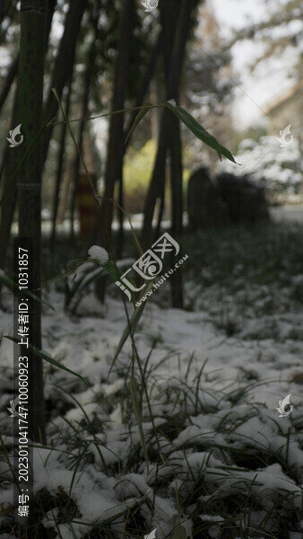 雪落草地