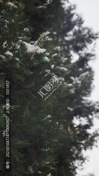 雪落松枝