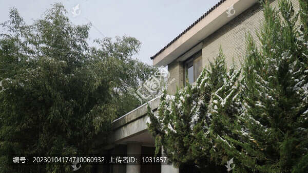 雪落松枝