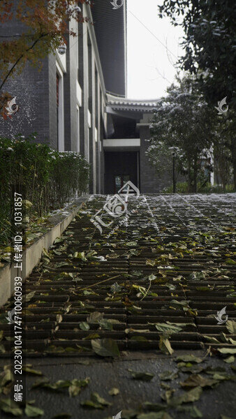 夕陽下的滿地落葉