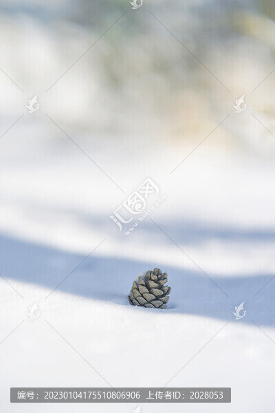 冬天雪地樹陰里的松塔