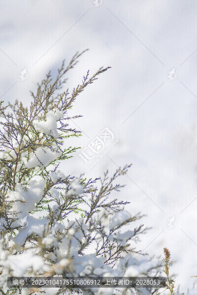 冬天戶外白雪冬季文藝圖片