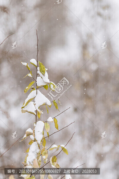 冬季大雪中綠植