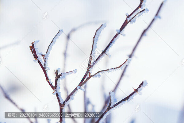 戶外冬季掛滿冰雪的樹枝
