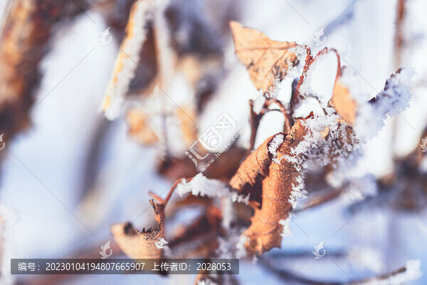 戶外冬季掛滿冰雪的枯草