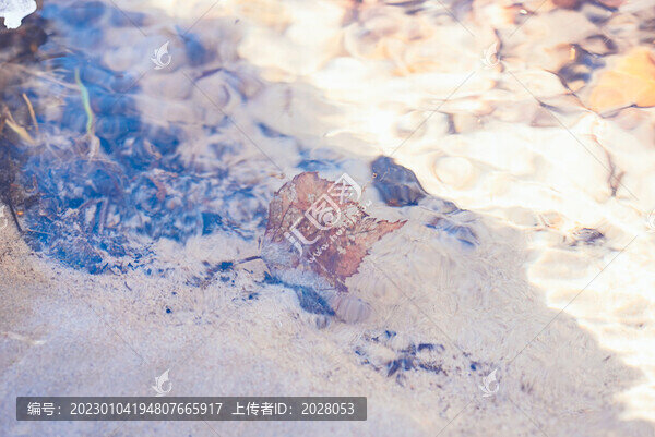 冬天河水下的石頭枯草