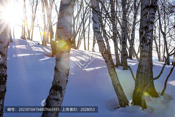 冬季逆光樺樹林圖片
