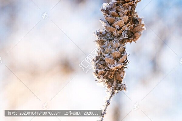 冬天結(jié)滿冰雪的松塔