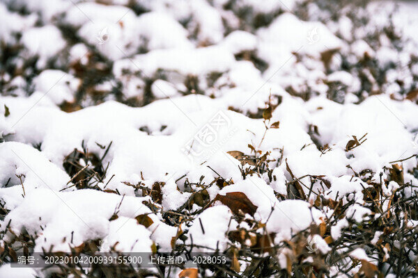 冬天白雪覆蓋的園藝樹(shù)叢
