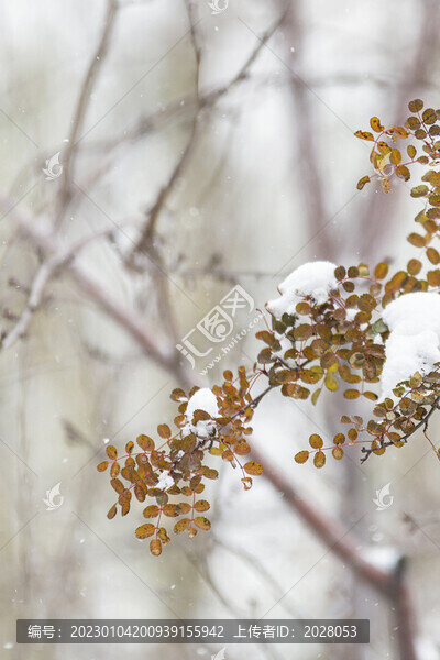 冬天大雪中的樹枝