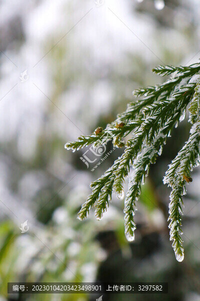 白雪包裹的樹枝