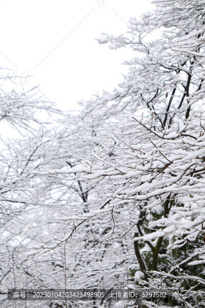 下雪后的樹枝