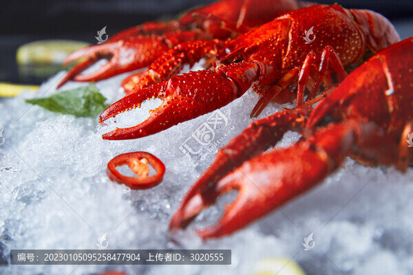 小龍蝦特寫