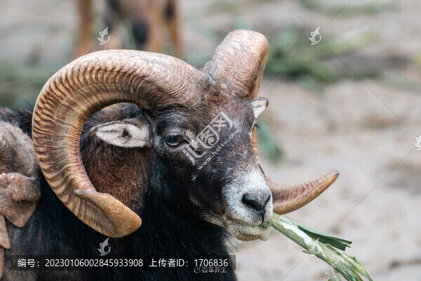 山羊