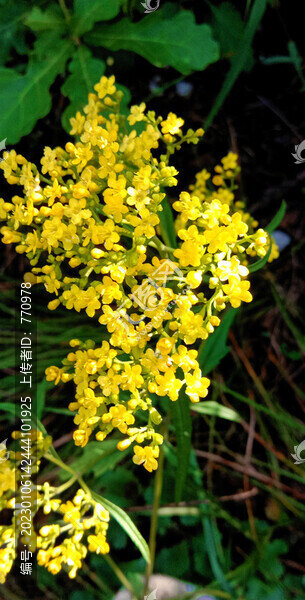 花開油菜花